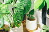 The Holistic Benefits of Indoor Plants: Nurturing Health, Mental Wellness, and Spiritual Energy