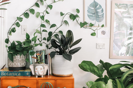 Embracing Biophilia: Creating a Holistic Home Oasis for Positive Vibrant Energy