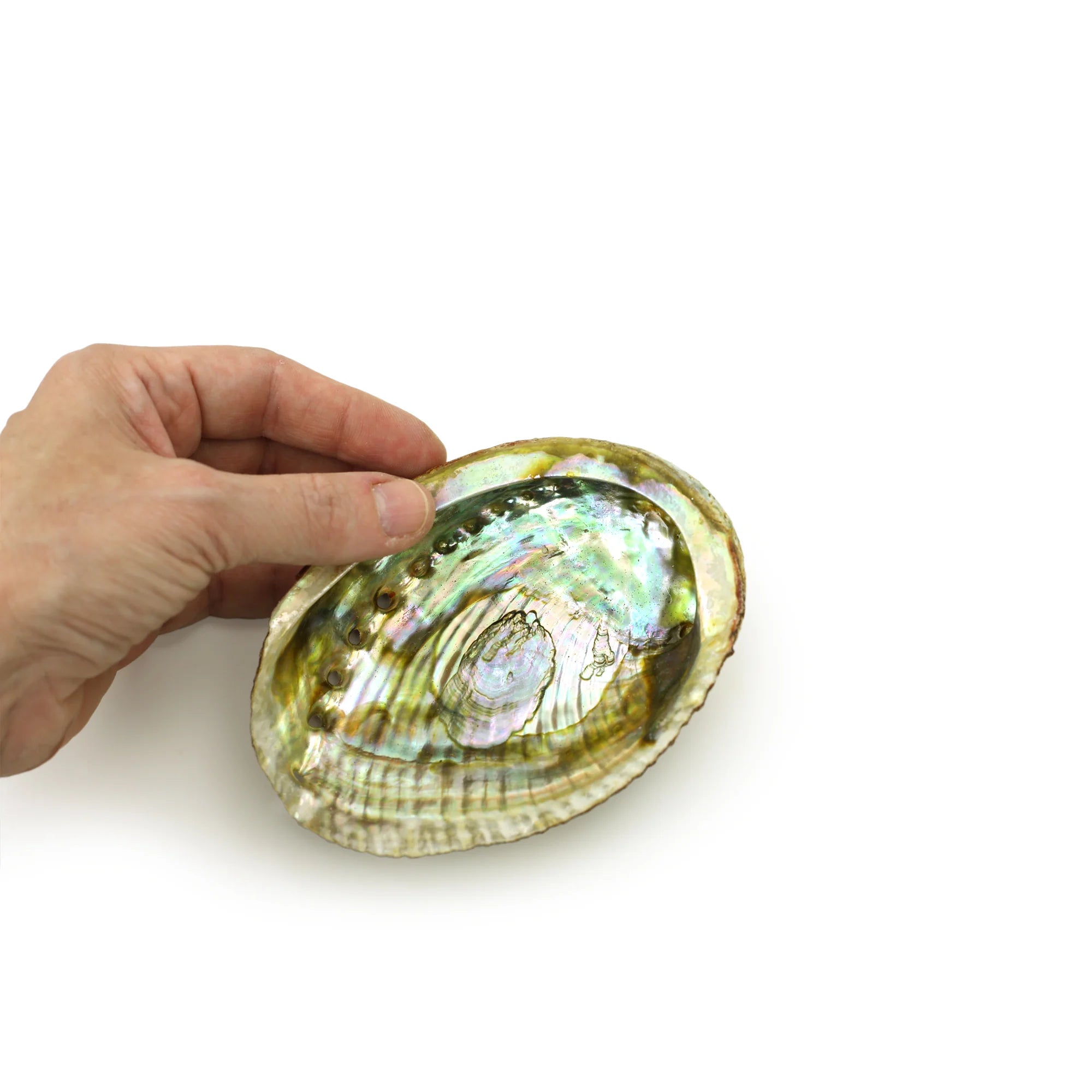 Abalone Shell