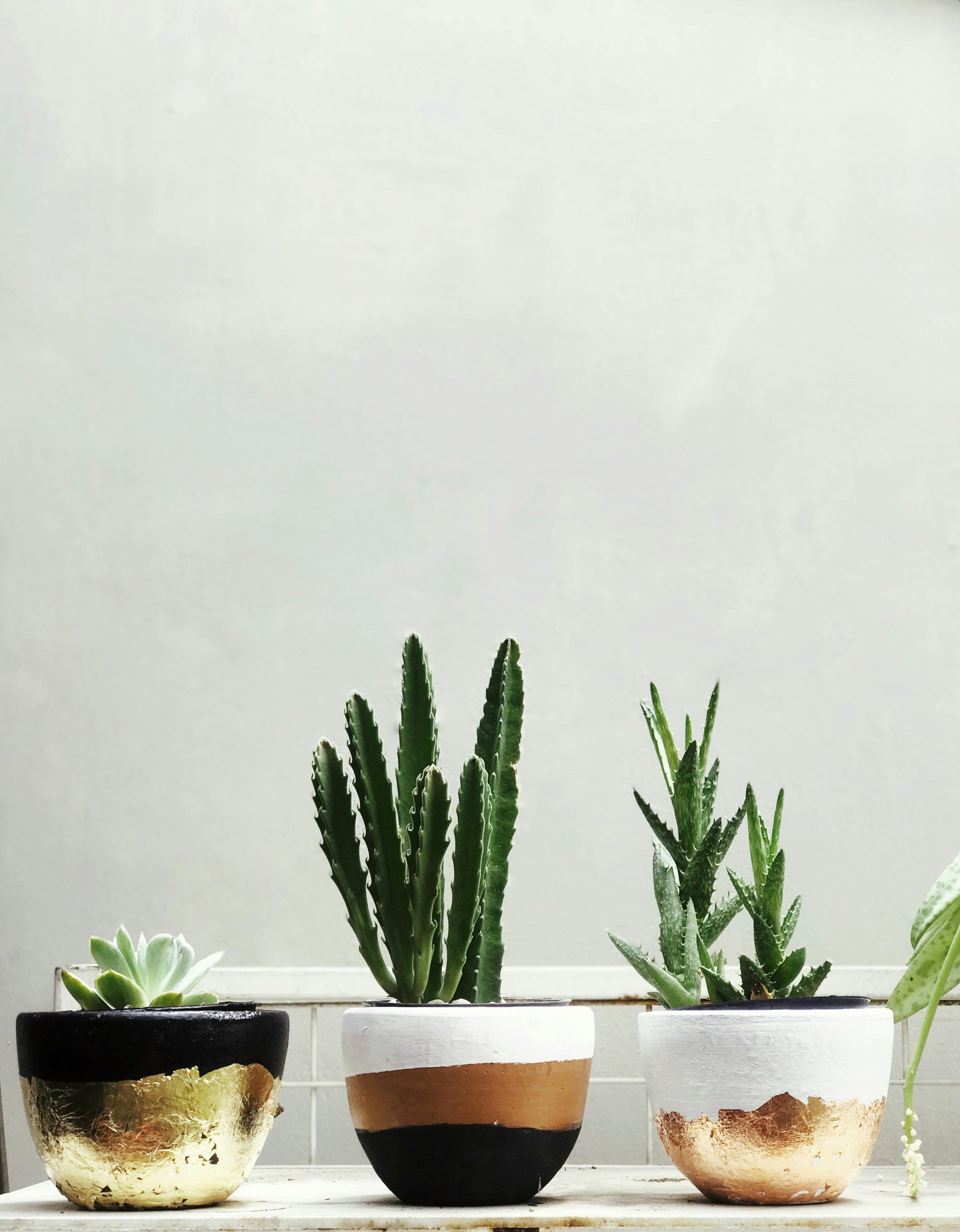 three gold, black and white round planters with Cactus set against a white background.